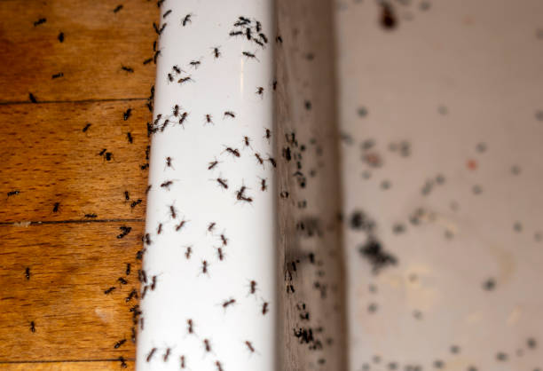 Best Residential Pest Control  in Malverne, NY