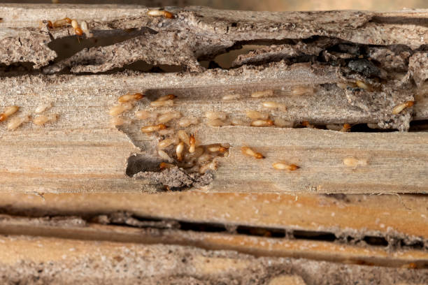 Best Best Pest Control Companies  in Malverne, NY