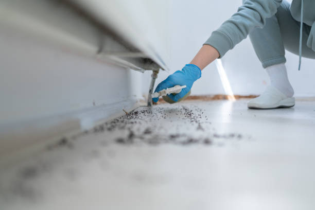 Best Flea Control Services  in Malverne, NY